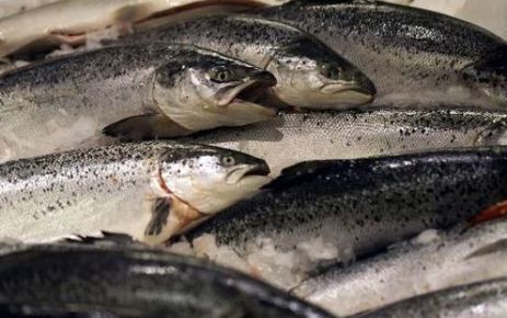 Alimentation : le poisson, ce n'est pas si bon ! | Toxique, soyons vigilant ! | Scoop.it
