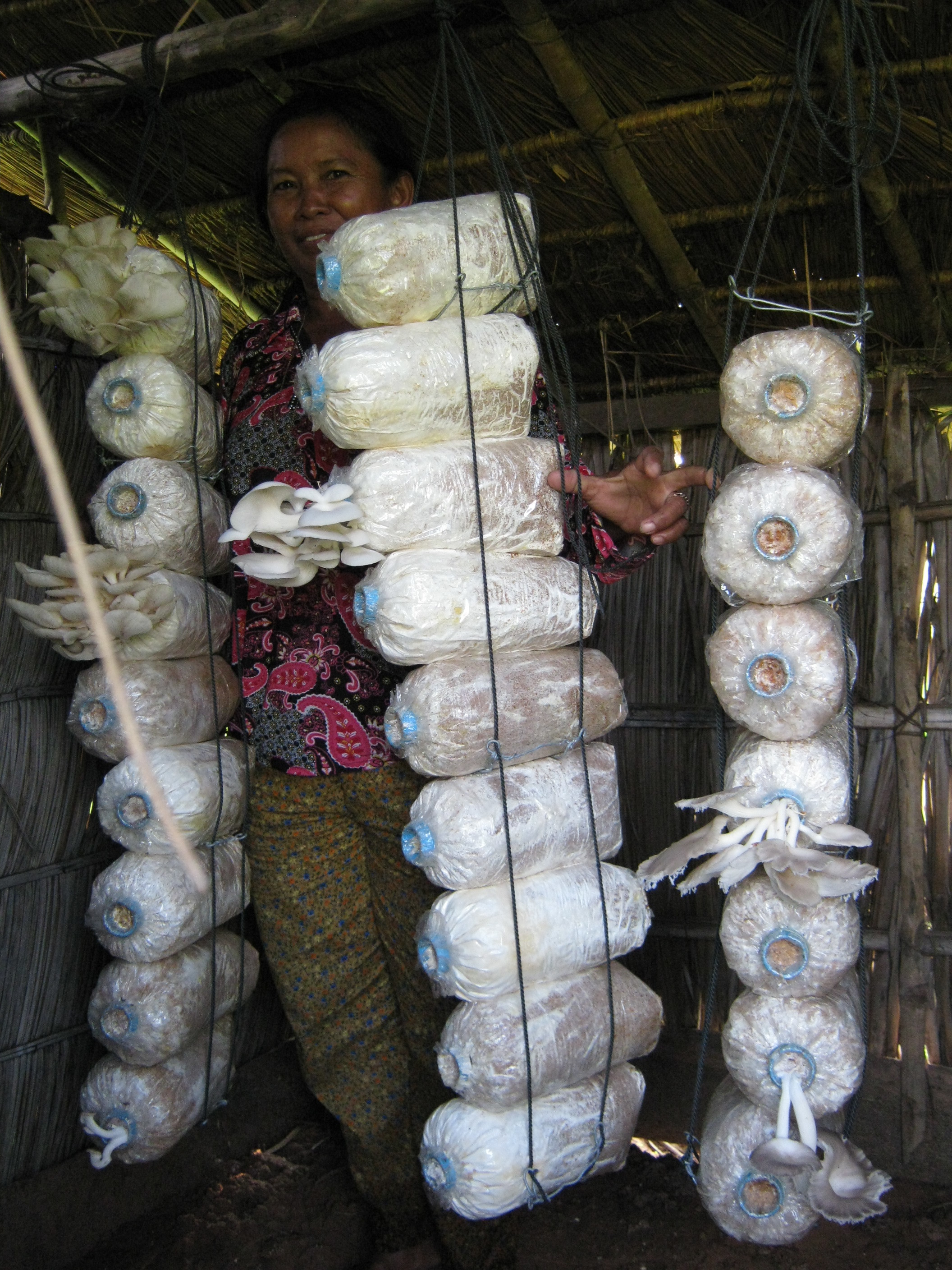 Fresh mushroom price philippines 2020 image