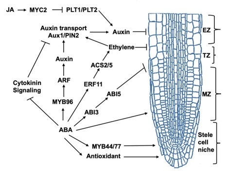 Shaping the Root System Architecture in Plants ...
