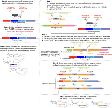 Artificial Recombination of Nonribosomal Peptide Synthetases Rapidly Evolves Natural Products | brvbe | RMH | Scoop.it