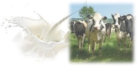 Le lait de vache et les gros bovins échappent à la baisse des prix agricoles sur un an | Lait de Normandie... et d'ailleurs | Scoop.it