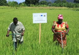 TANZANIA: Unique Technique Enables Tanzanian Rice Growers to Produce More with Less Seeds, Water and Land | SRI Global News ++ March - May 2025    System of Rice Intensification (SRI) | Scoop.it
