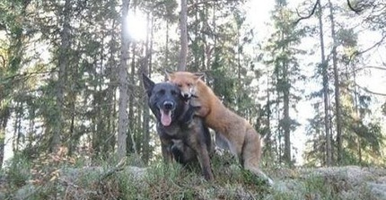 Mies ei osannut odottaa, mitä kaikkea tuleekaan tapahtumaan, kun hänen koiransa törmäsi metsässä kettuun | 1Uutiset - Lukemisen tähden | Scoop.it