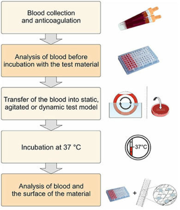 Blood-Contacting Biomaterials: In Vitro Evaluation of the Hemocompatibility | Transcatheter Treatment of Mitral Regurgitation | Scoop.it