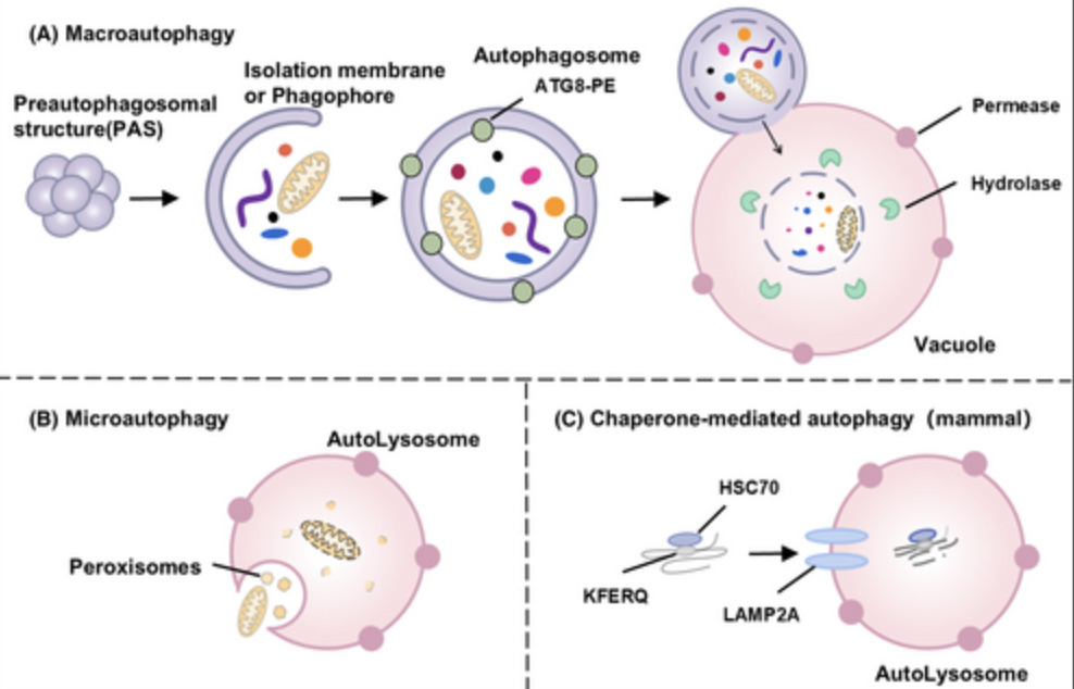 Roles and applications of autophagy in guarding...