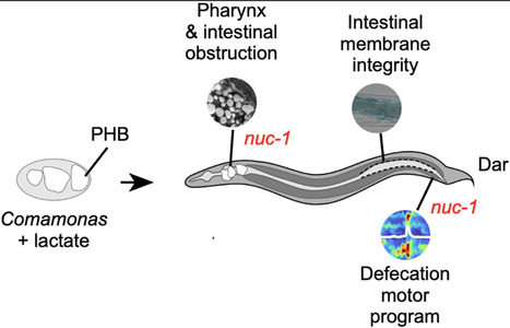Bacteria producing the bioplastic polyhydroxybutyrate kill the nematode Caenorhabditis elegans | PLOS | RMH | Scoop.it