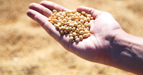 Russia to allow GM soyabean imports provided resulting feed products are exported | ITERG - Veille sectorielle | Scoop.it