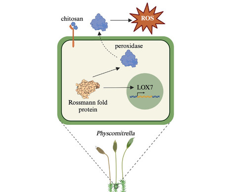 Mol Plant Microbe Interact: ROS, Moss, and a Rossmann Fold Protein: Identification of a Key Signaling Component for Plant Immunity (2023) | Publications from The Sainsbury Laboratory | Scoop.it