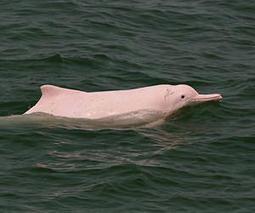 Hong Kong losing it's rare Chinese Pink Dolphins due to pollution: VIDEO As Mother Tries to Revive Calf | OUR OCEANS NEED US | Scoop.it