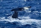 Have a whale of a time in Dominica | Easier | Commonwealth of Dominica | Scoop.it