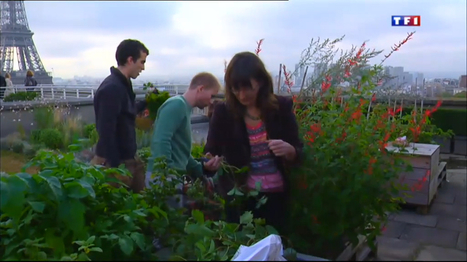[vidéo] Les toitures végétales gagnent du terrain en ville | Paysage - Agriculture | Scoop.it