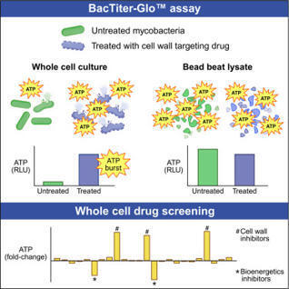 The mycobacterial ATP burst is a lysis artifact and serves as an assay for drug-induced cell wall damage | crep | RMH | Scoop.it