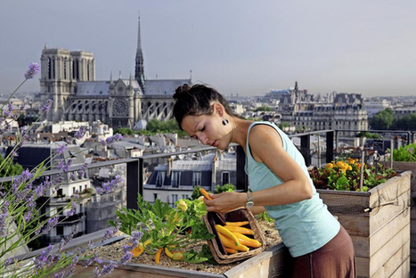 Un potager sur le toit? L’idée germe | Innovation sociale | Scoop.it