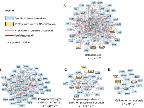 Combining structural modeling and deep learning to calculate the E. coli protein interactome and functional networks | Brvsys | RMH | Scoop.it