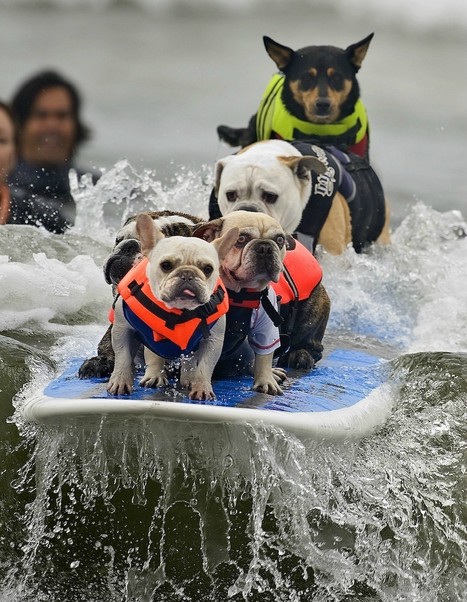 The Best Picture From The 2011 Surfing Dog Competition - Imgur | Surfing Magazine | Scoop.it