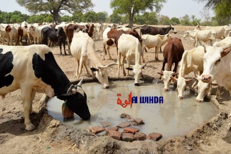 137 millions de têtes de bétail, mais aucune industrie laitière au Tchad | Lait de Normandie... et d'ailleurs | Scoop.it