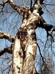 Weird Trees | Strange days indeed... | Scoop.it