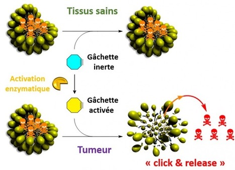 Des micelles activables par une réaction bioorthogonale pour contrôler la libération d’un médicament | INC | Recherche et innovation en Poitou-Charentes | Scoop.it