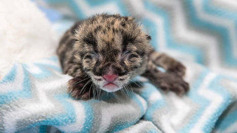 Tämä söpö leopardinpentu sai alkunsa koeputkessa – läpimurto lajin suojelulle | 1Uutiset - Lukemisen tähden | Scoop.it