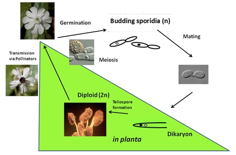 BMC Genomics: Sex and parasites: genomic and transcriptomic analysis of Microbotryum lychnidis-dioicae, the biotrophic and plant-castrating anther smut fungus (2015) | Plant Pathogenomics | Scoop.it