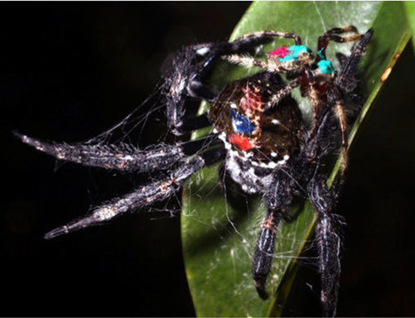 Oral sex may be a life saver for spider / Les araignées Darwin mâles pratiqueraient le sexe oral pour avoir la vie sauve | EntomoNews | Scoop.it