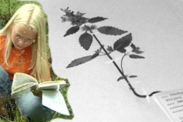 Kasvio, koululaisten kes&auml;urakka | El&auml;v&auml; arkisto |&nbsp;YLE | 1Uutiset - Lukemisen t&auml;hden | Scoop.it