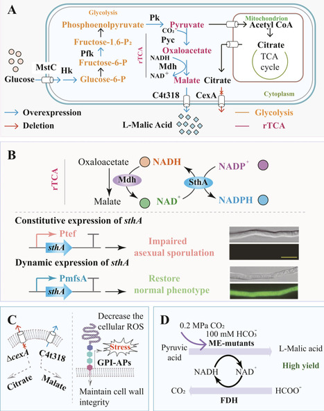Shaping Aspergillus niger into a next-generation cell factory for L-malic acid | Cin | RMH | Scoop.it