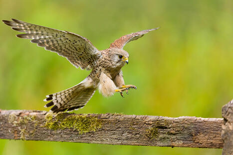 Tiede nyt: Ilmastonmuutos vaikuttaa tuulihaukkojen kuolleisuuteen | A1Uutiset | Scoop.it
