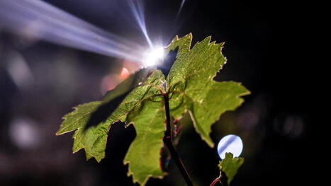 PORTUGAL harvests grapes at night to beat the heat | CIHEAM Press Review | Scoop.it