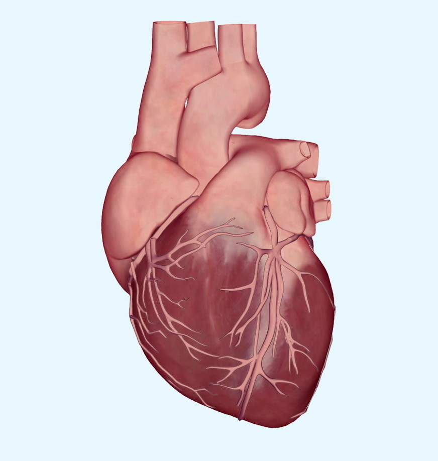 Time Is Muscle: Understanding Heart Attacks | H...