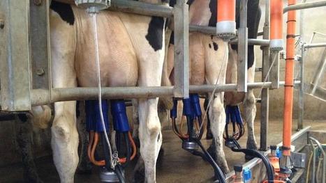 Un jeune agriculteur vend ses 88 vaches sur... le bon coin - Le Figaro | Economie de l'Elevage | Scoop.it