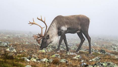 La nouvelle strat&eacute;gie de protection du caribou compromise? | Ils parlent de nous ! | Scoop.it