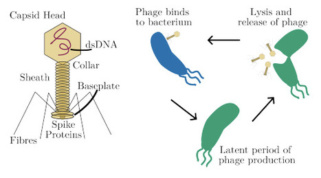 Closing the Loop on Phage-bacteria Coevolution | brve | RMH | Scoop.it