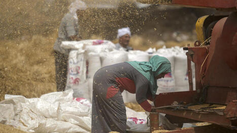 EGYTE : Approvisionnement en blé local, l'ambition pour 2026 | AFRIQUES | Scoop.it