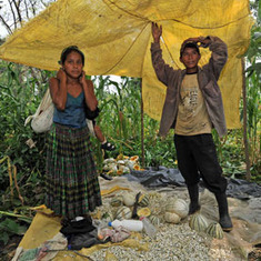 Biofuels Land Grab: Guatemala's Farmers Lose Plots and Prosperity to "Energy Independence" [Slide Show] | YOUR FOOD, YOUR ENVIRONMENT, YOUR HEALTH: #Biotech #GMOs #Pesticides #Chemicals #FactoryFarms #CAFOs #BigFood | Scoop.it