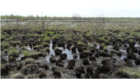Original Paper in Restor Ecol &bull; Rochefort Lab 2021 &bull;&nbsp;The resistance and short‐term resilience of a restored extracted peatland ecosystems post‐fire: an opportunistic study after a wildfire&nbsp; | Originals | Scoop.it
