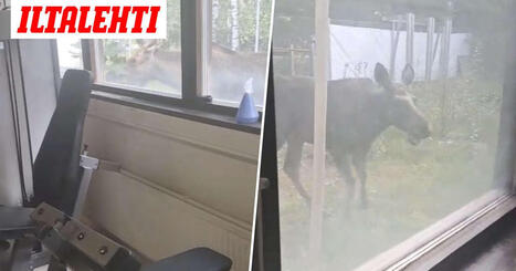 Ikkunan takana ravannut hirvi keskeytti Roopen salitreenin &ndash; Sitten vastaan tuli poliisi | Lehti | Scoop.it