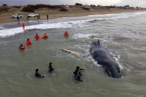 Une baleine échouée depuis 24 heures secourue avec succès  | Zones humides - Ramsar - Océans | Scoop.it