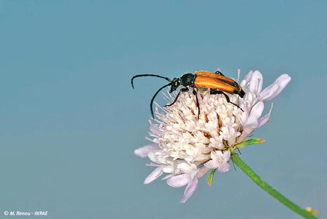 La biologie de la conservation doit-elle prendre en compte les paysages odorants ? Sciences Eaux & Territoires, la revue d'INRAE | Biodiversité | Scoop.it