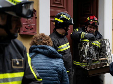En Sicile, des perroquets mis &agrave; l'abri apr&egrave;s le spectaculaire glissement de terrain | Biodiversit&eacute; - @ZEHUB on Twitter | Scoop.it