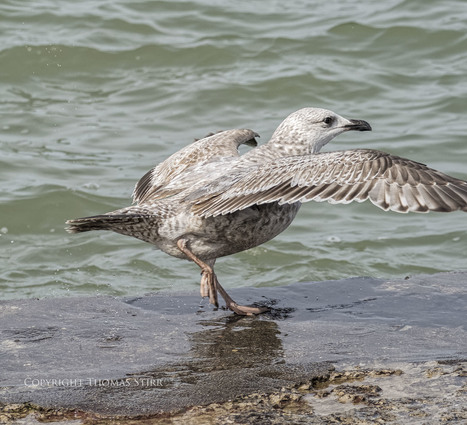 Photographing a gull taking off at 60fps - Thomas Stirr Photography | Mirrorless Cameras | Scoop.it