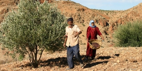 L'Egitto vuole investire in olivicoltura con piano da 100 milioni di piante | OLIVE NEWS | Scoop.it