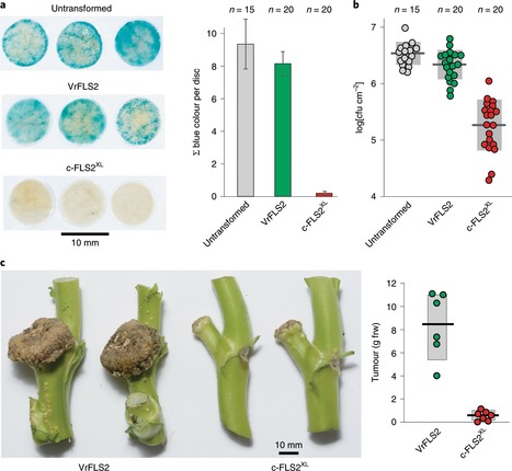 Nature Plants: Perception of Agrobacterium tumefaciens flagellin by FLS2 XL confers resistance to crown gall disease (2020) | Plants and Microbes | Scoop.it