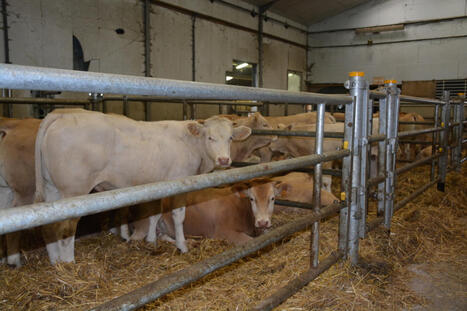 Engraisser davantage de bovins : un levier pour produire plus | Economie de l'Elevage | Scoop.it