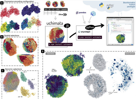Uchimata: a toolkit for visualization of 3D genome structures on the web and in computational notebooks | bft | RMH | Scoop.it