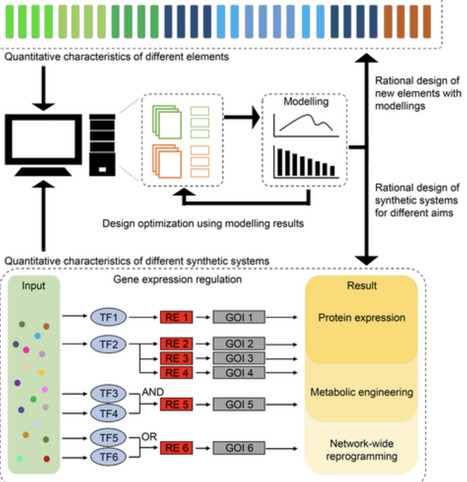 From qualitative to quantitative: the state of the art and challenges for plant synthetic biology | RMH | Scoop.it