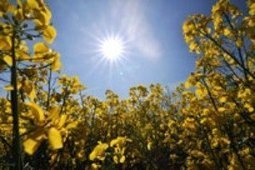 EU report: Brussels biofuels policy hikes food prices by up to 50% | Questions de développement ... | Scoop.it