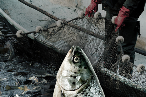 La guerre des pêches | HALIEUTIQUE MER ET LITTORAL | Scoop.it