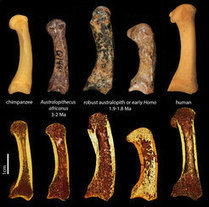 Early human ancestors used their hands like modern humans | Amazing Science | Scoop.it