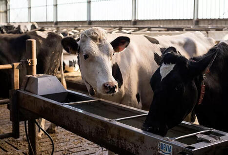 S&eacute;curiser l&rsquo;abreuvement des troupeaux lors de la s&eacute;cheresse | SCIENCES DE L' ANIMAL | Scoop.it